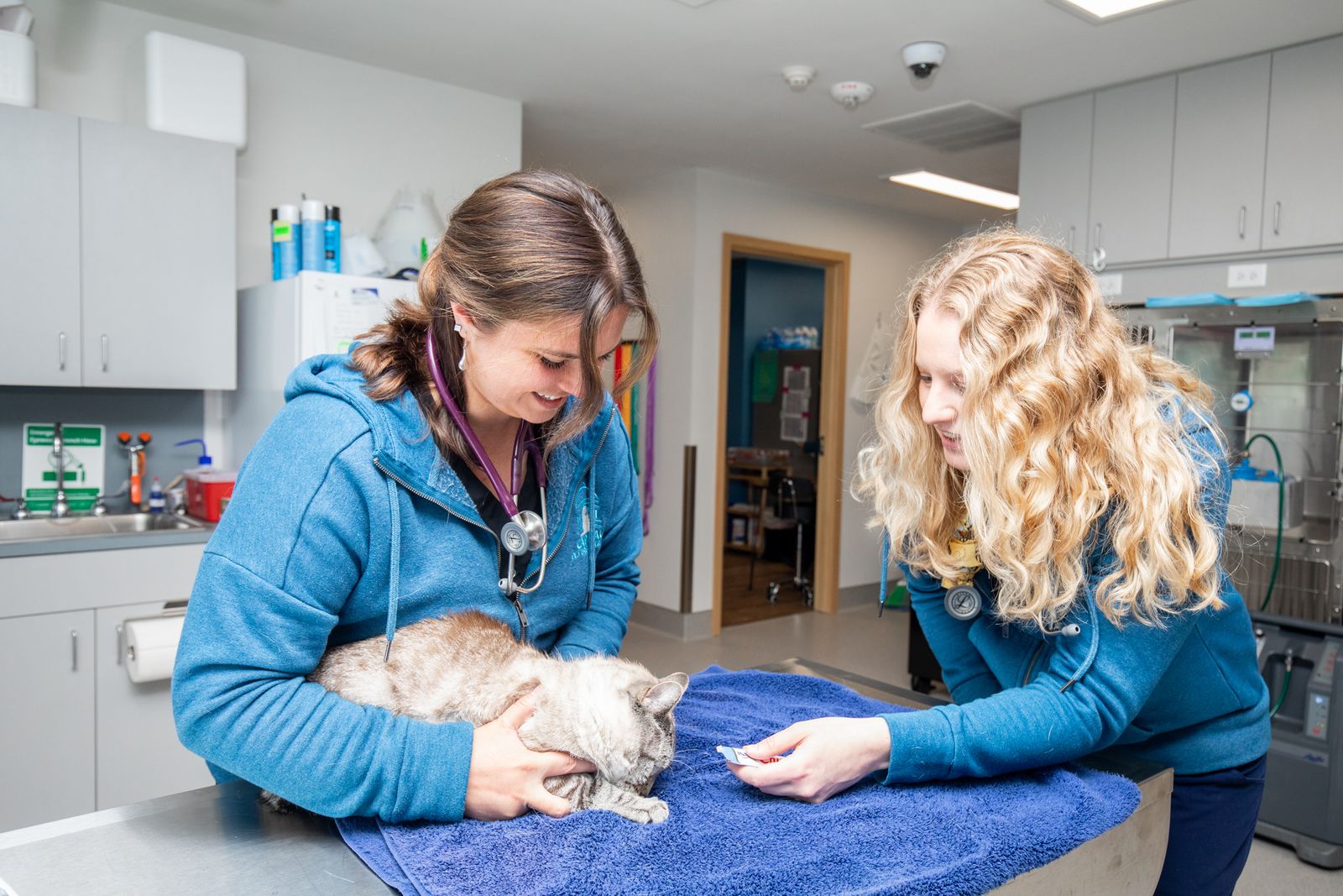 HighQuality Emergency Vet Care in Olympia, WA Capital Pet Urgent Care